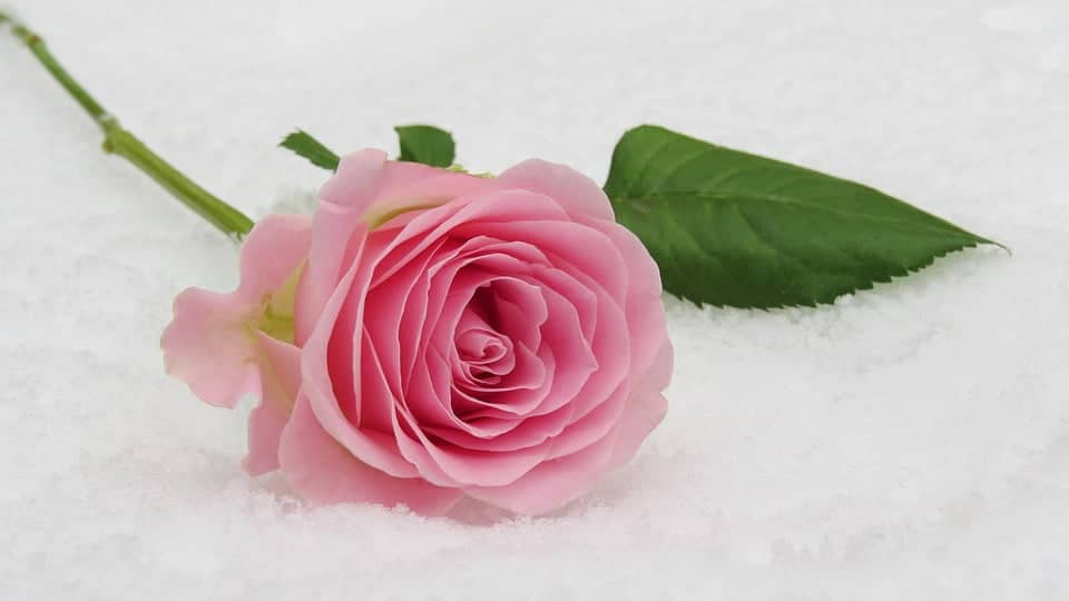 Best black passionate love poems