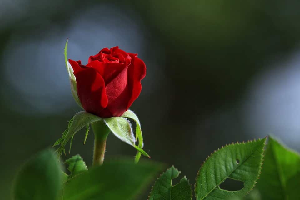 Best domestic abuse poems
