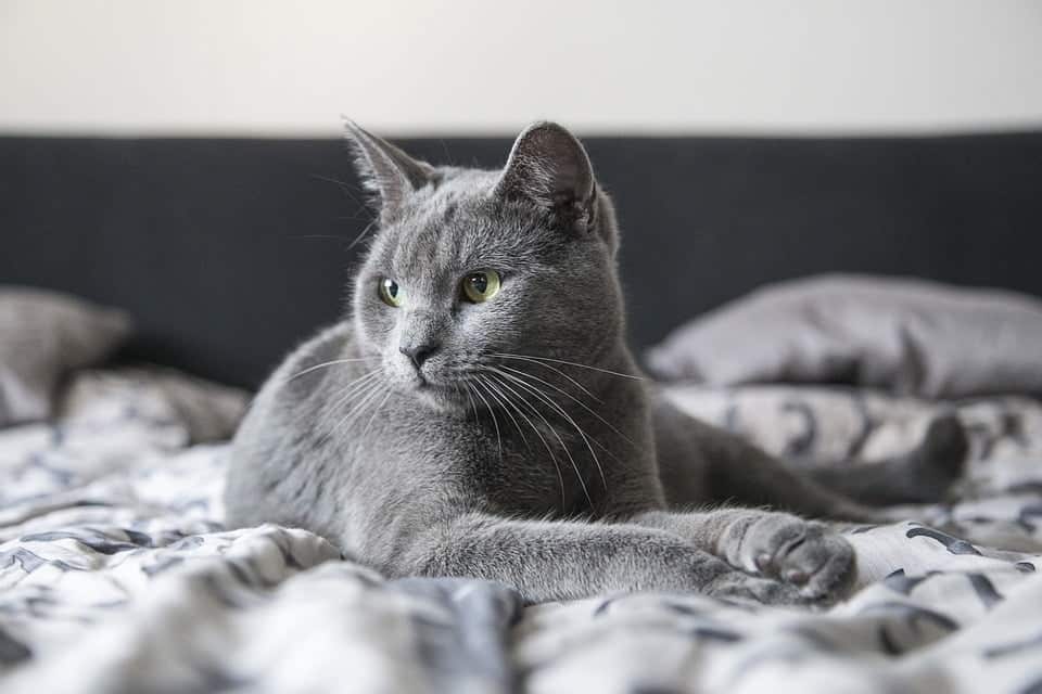 Best psychology riddles