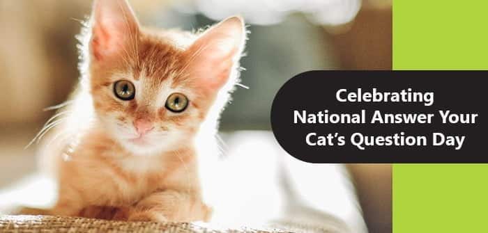 best answer your catcabcs questions day