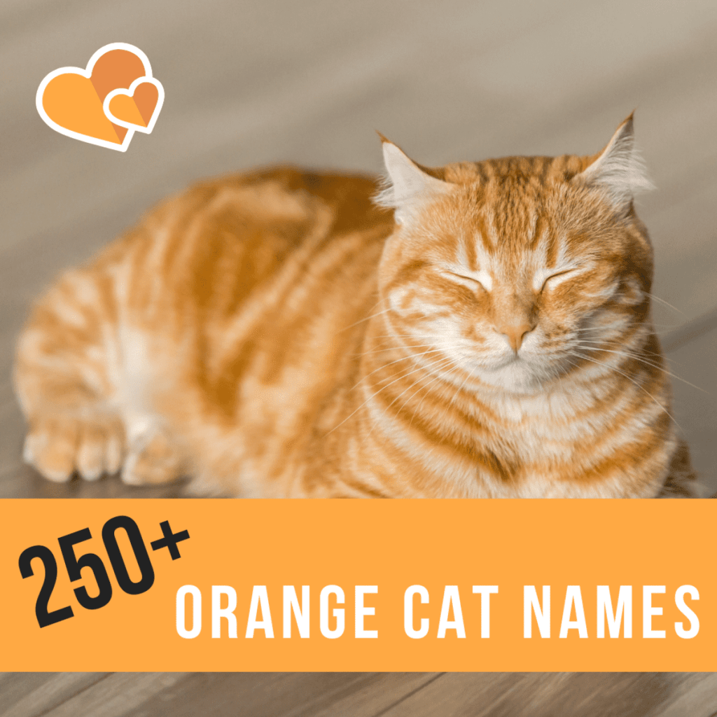 best japanese name for orange cat