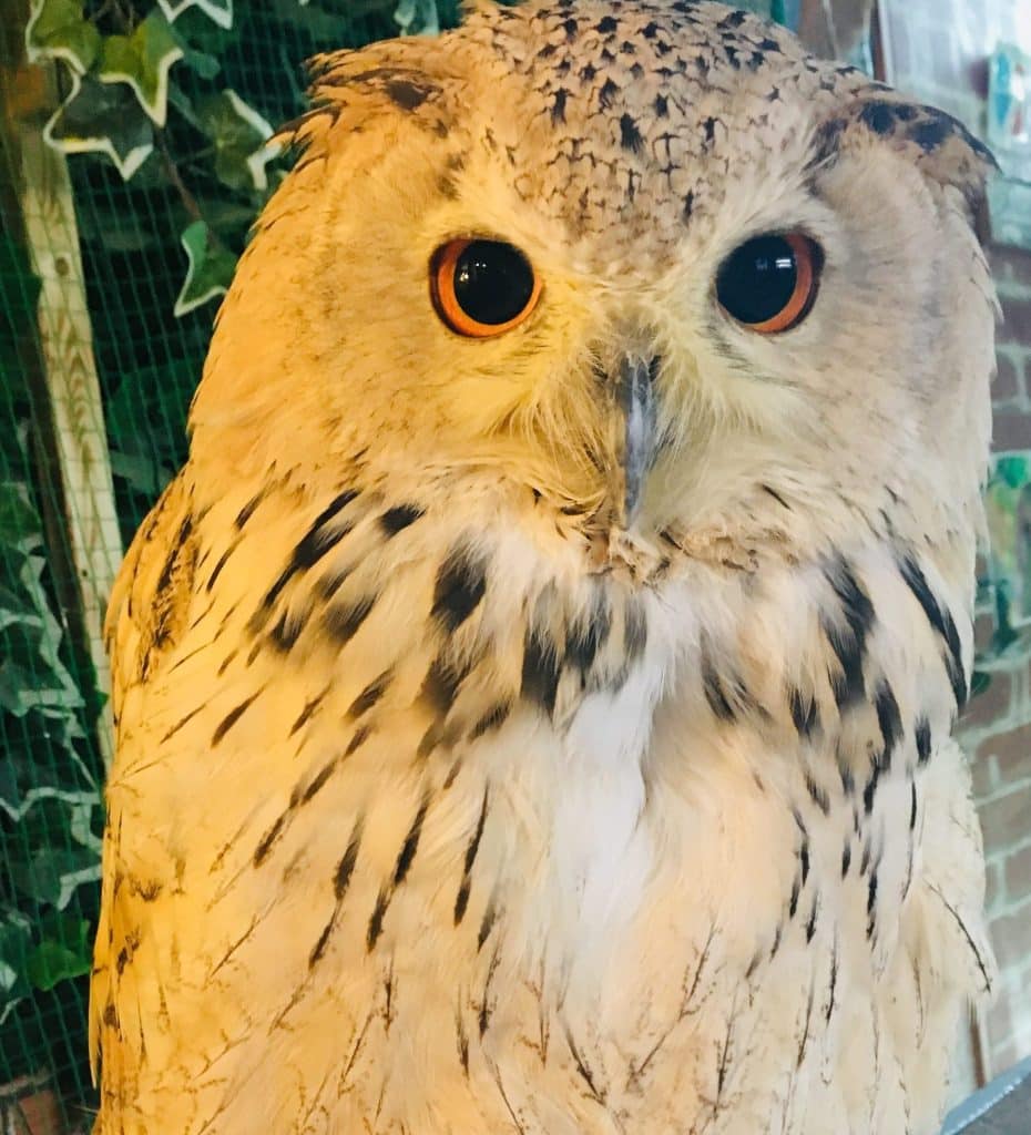 best japanese name for owl