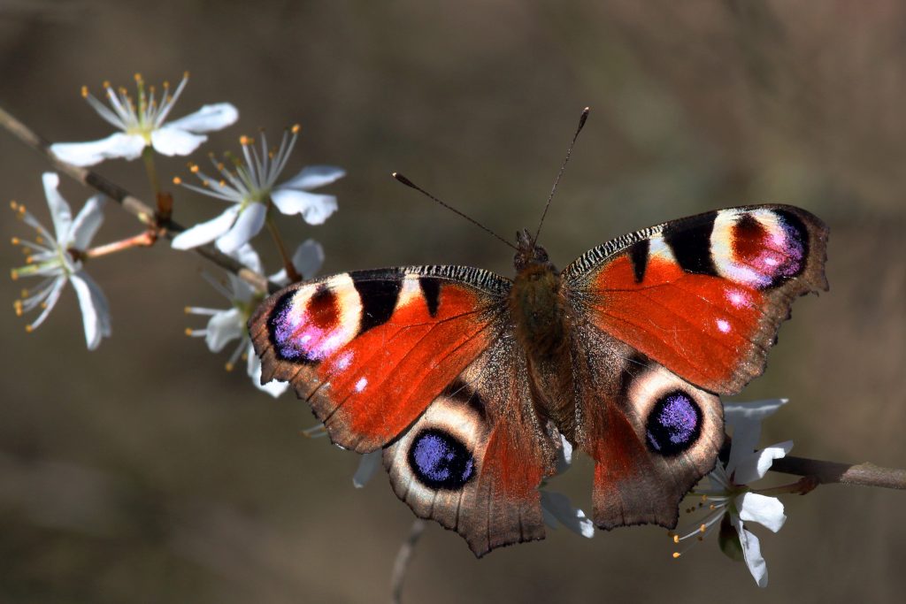 best latin name for butterfly scaled