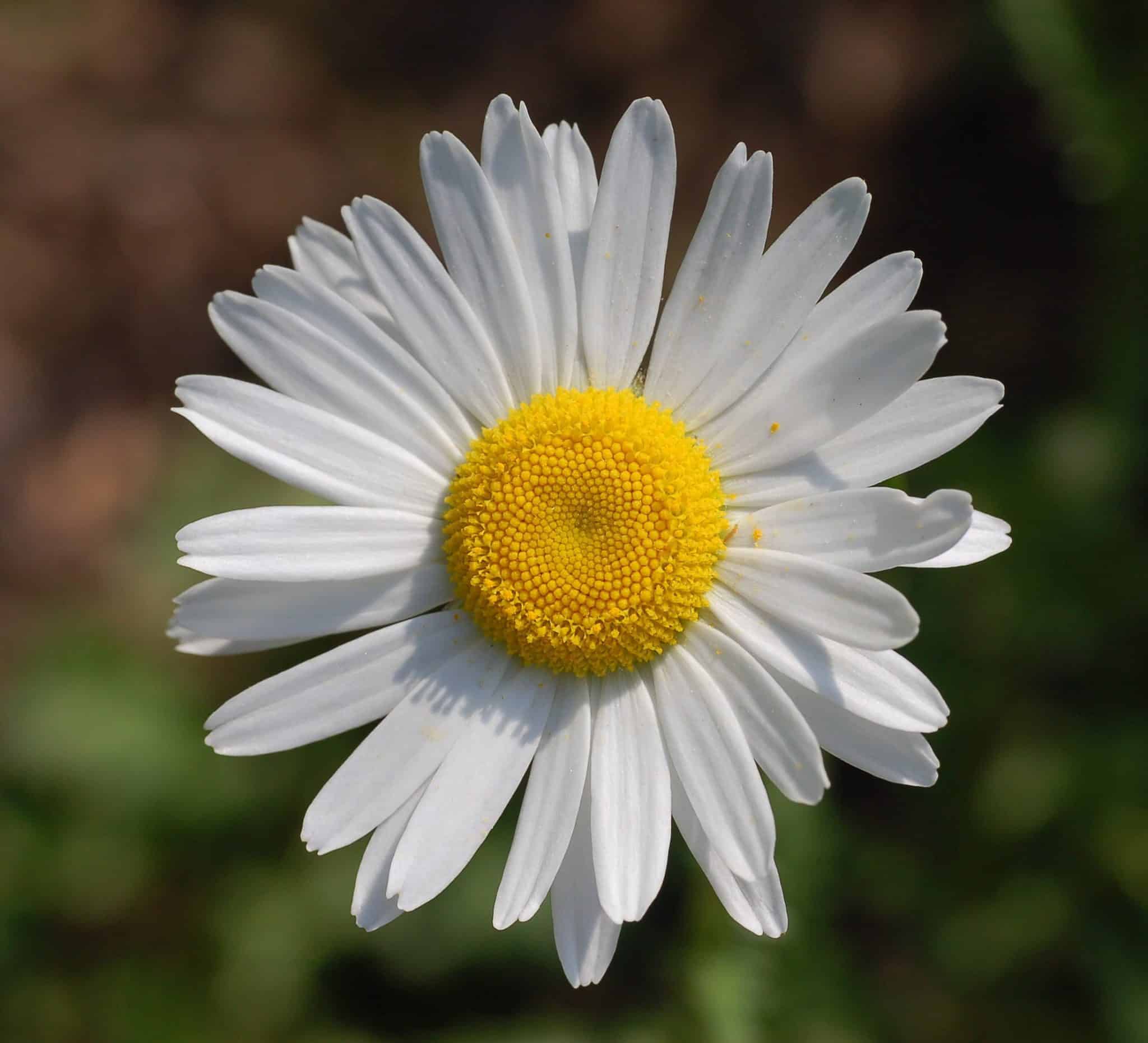 best latin name for daisy