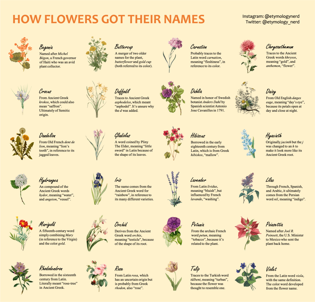 best latin name for flower