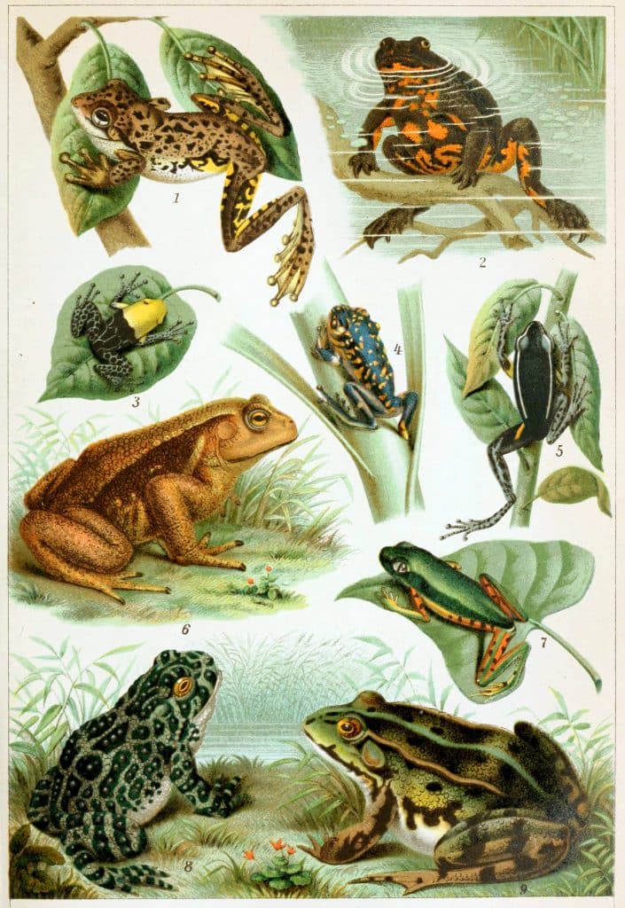 best latin name for frogs scaled