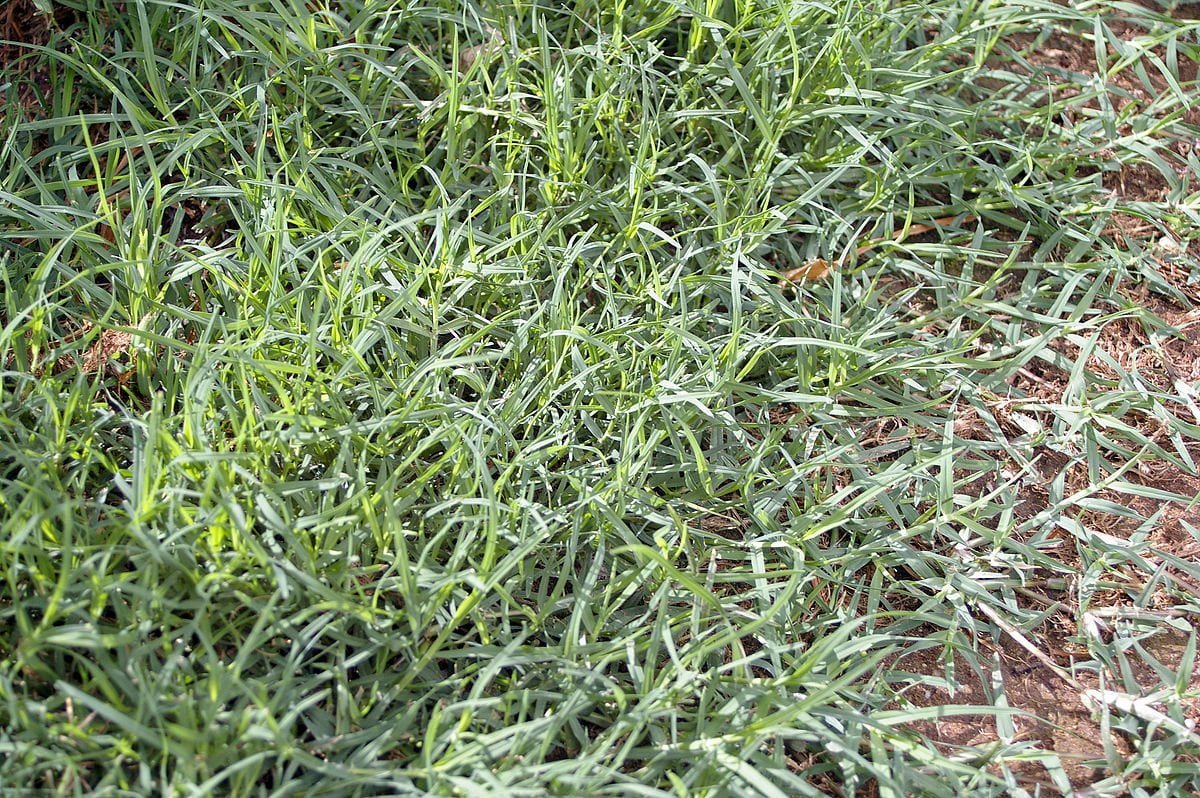 best latin name for grass