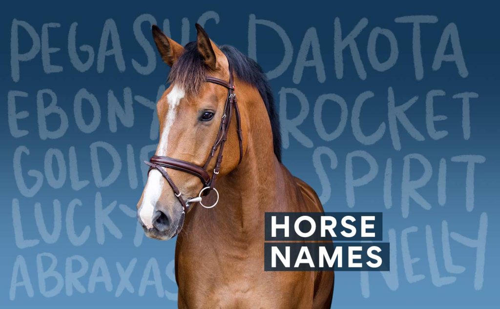 best latin name for horse
