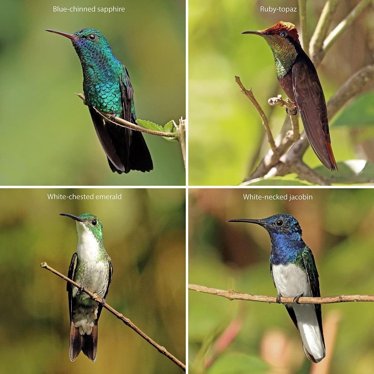 best latin name for hummingbird