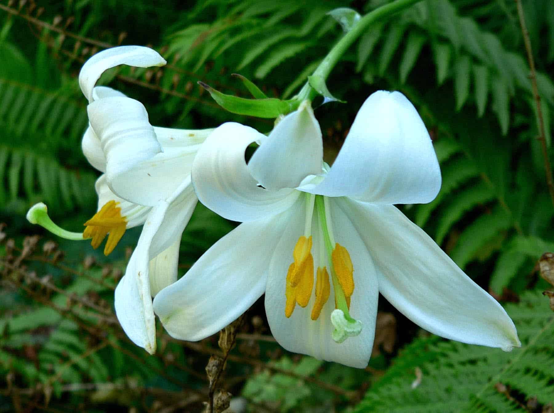 best latin name for lily