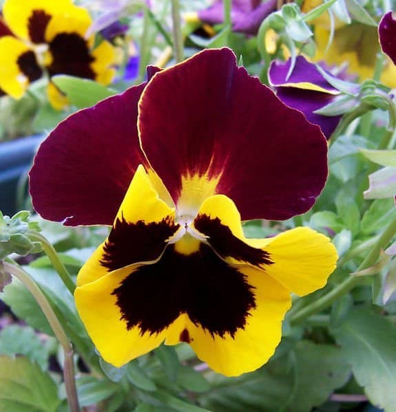best latin name for pansy