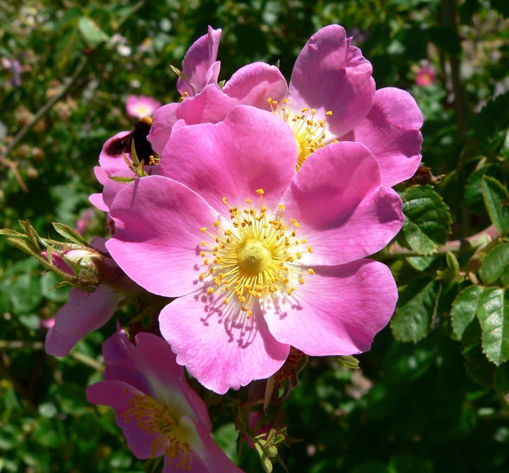 best latin name for rose