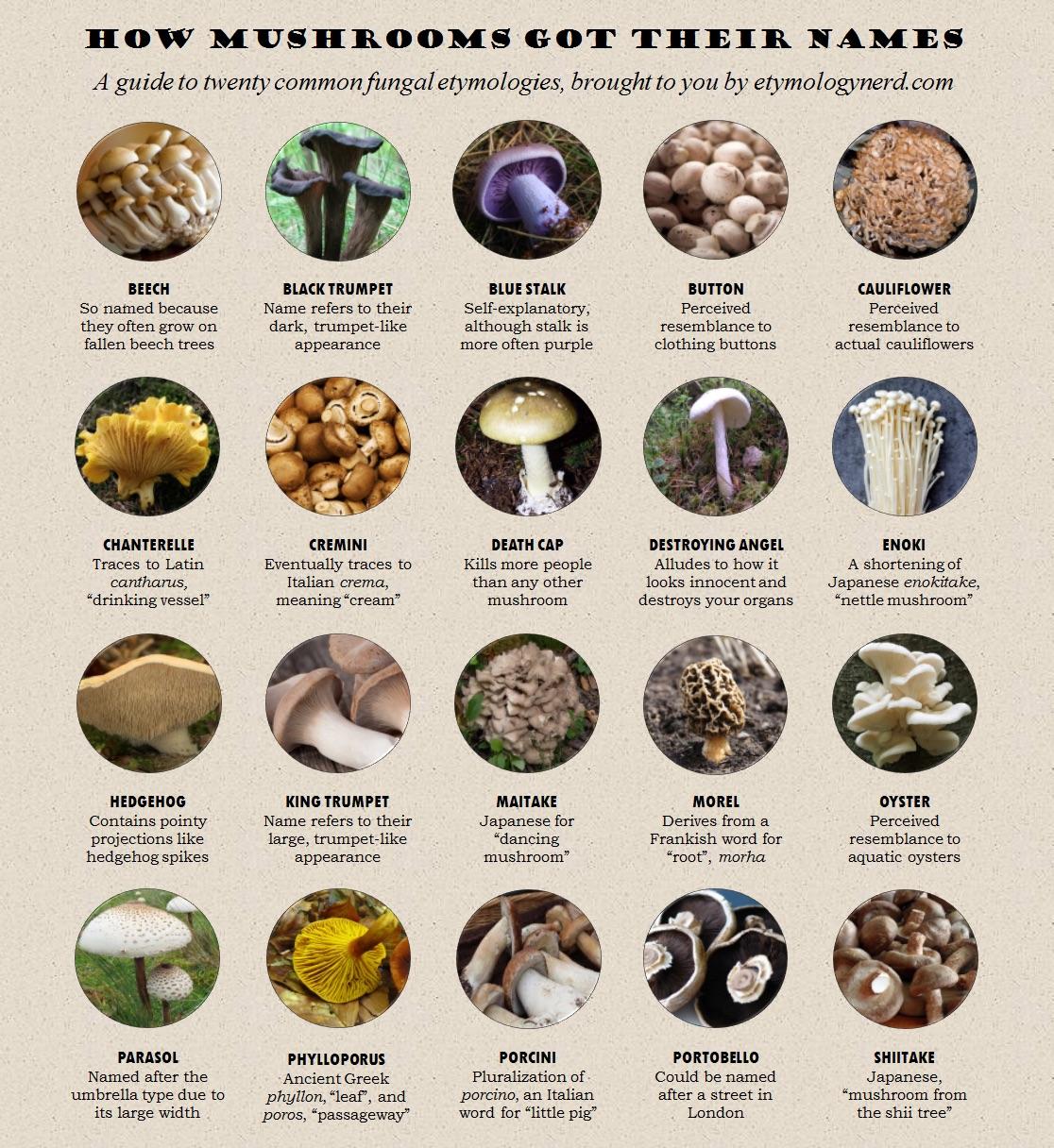 best nickname for mushrooms