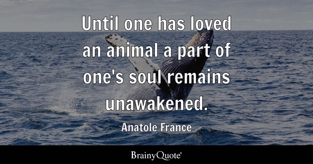 best anatole france quotes animal