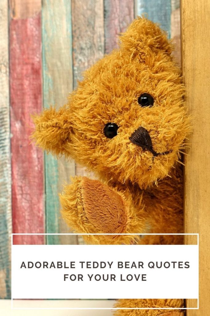 best bear quotes cute