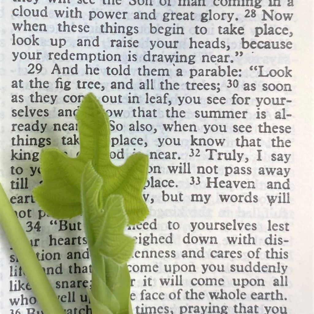 best bible quotes about gardening