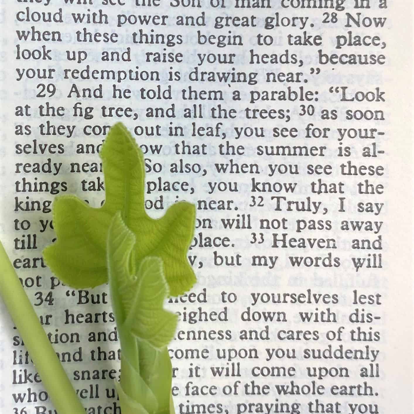 best bible quotes about gardening