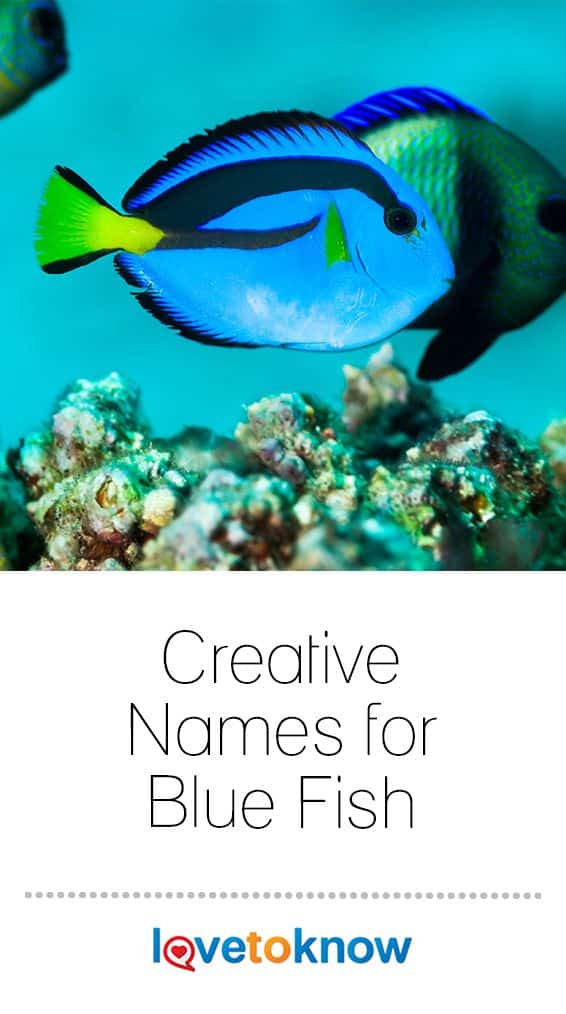 best name for a blue fish