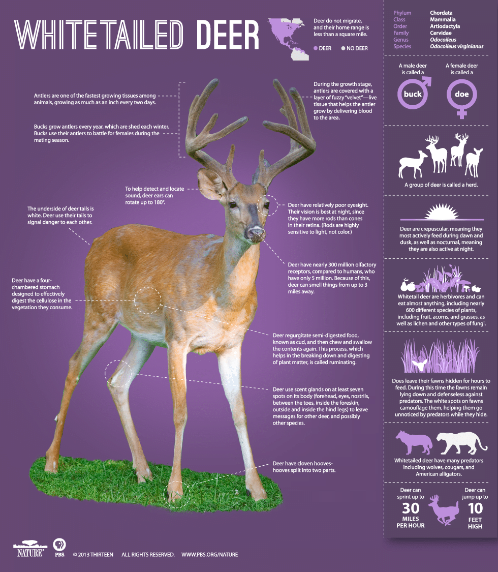 best name for a deer