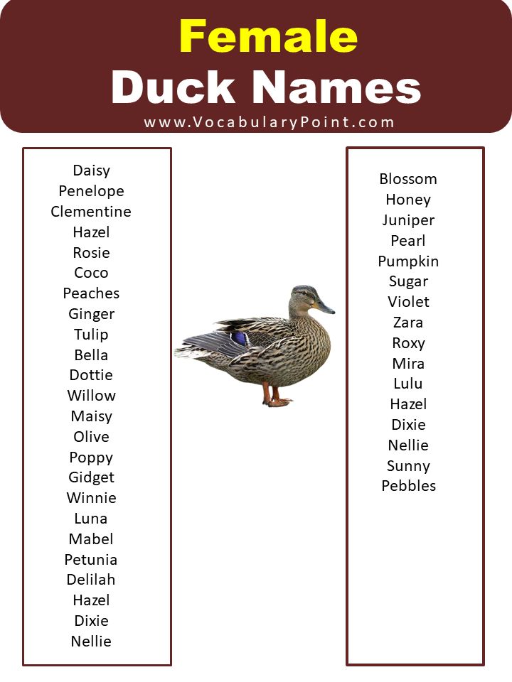 best name for a duck