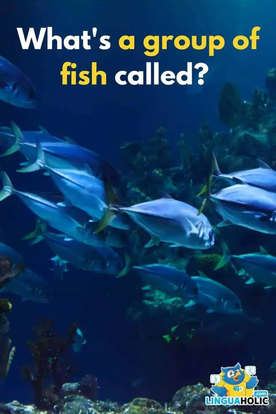 best name for a group of fish