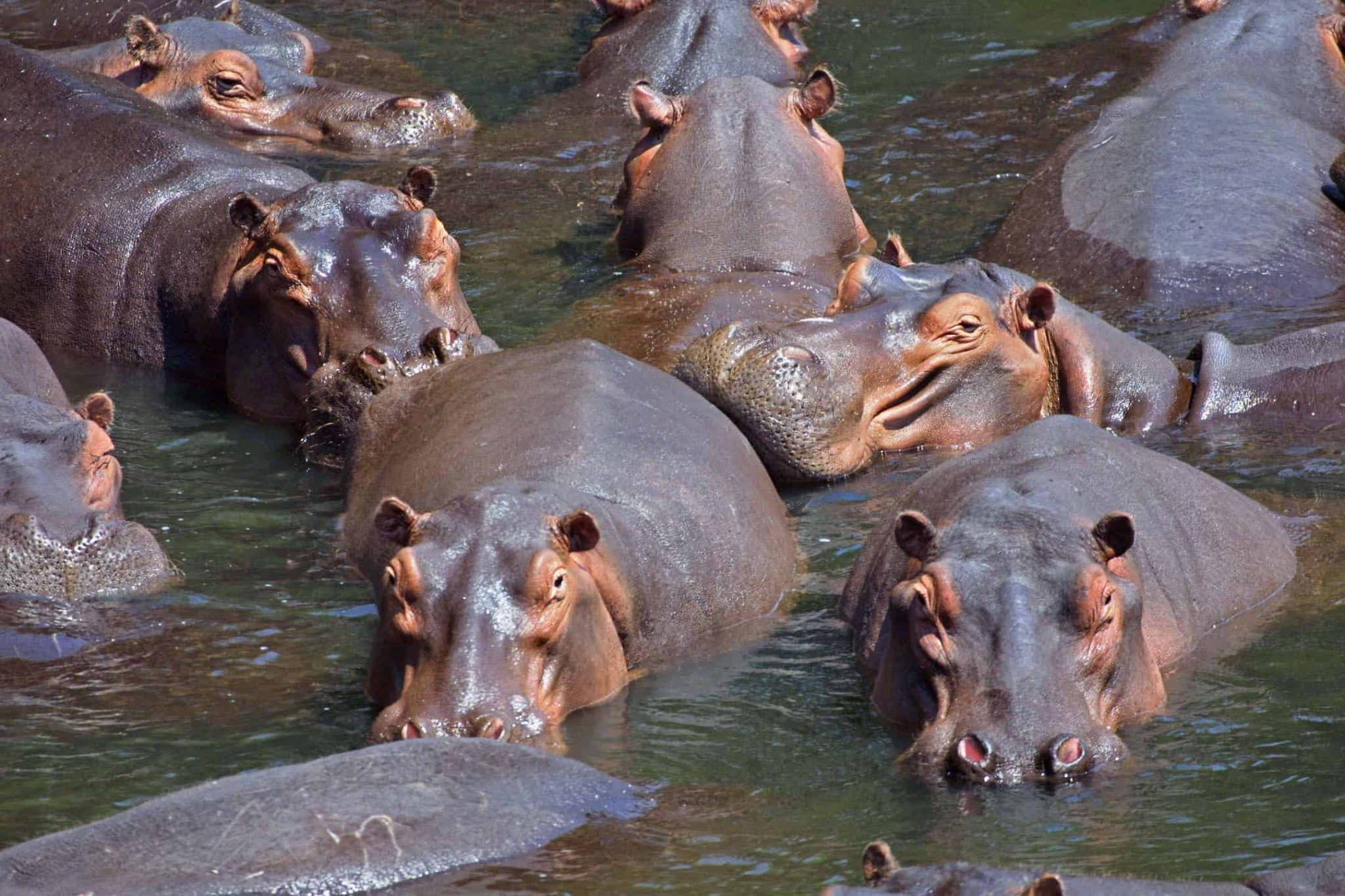 best name for a group of hippos