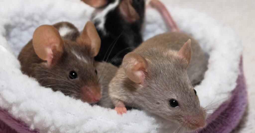 best name for a group of mice