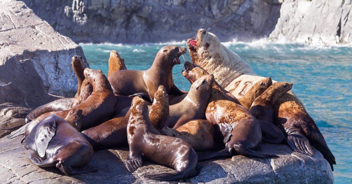 best name for a group of seals