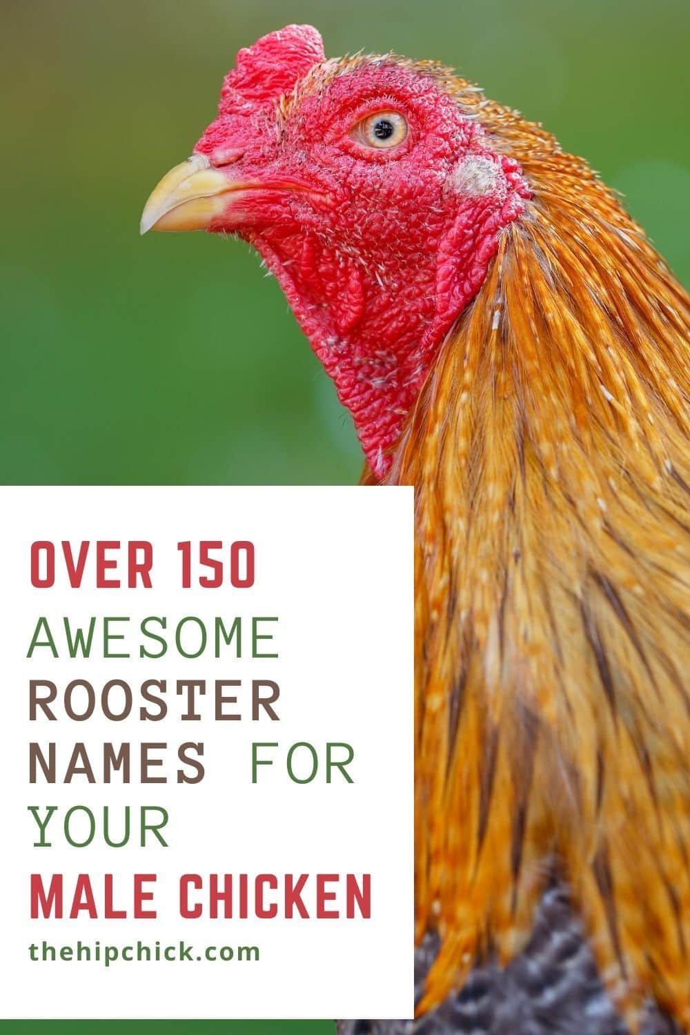 best name for a rooster