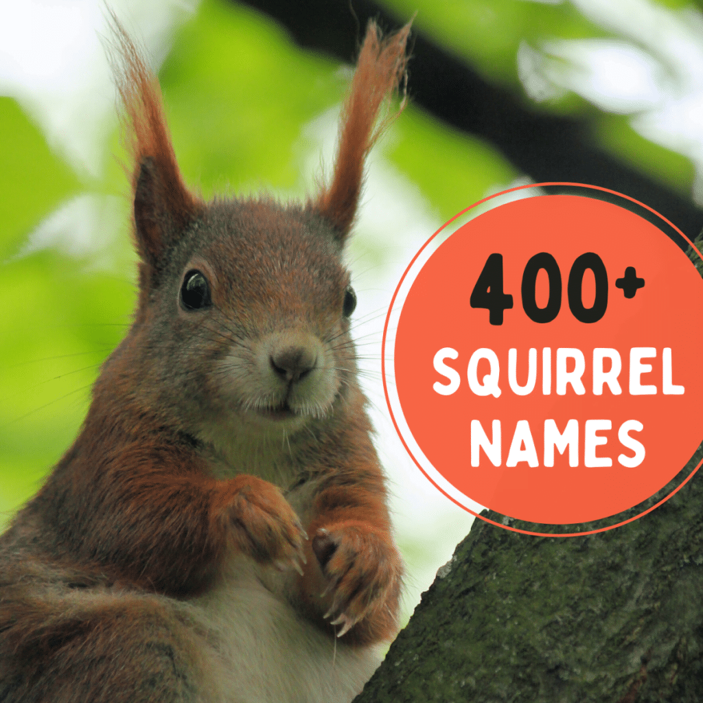best name for a squirrel