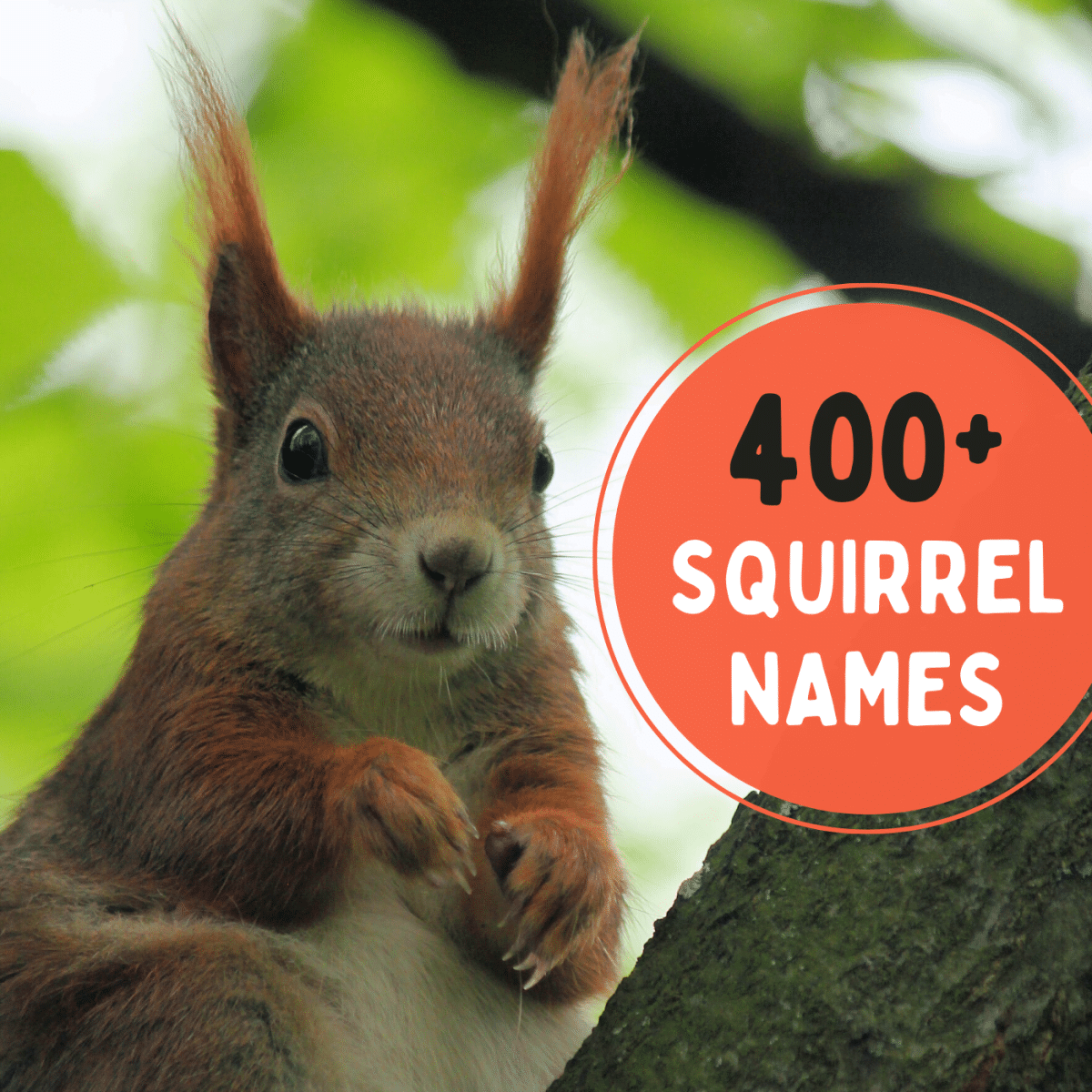 best name for a squirrel