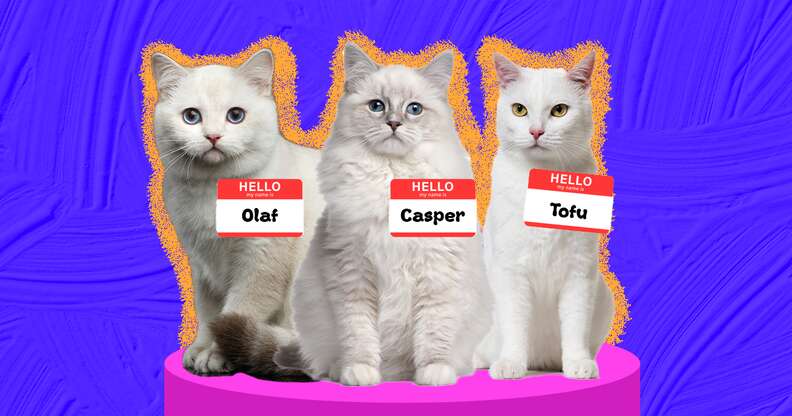 best name for a white cat