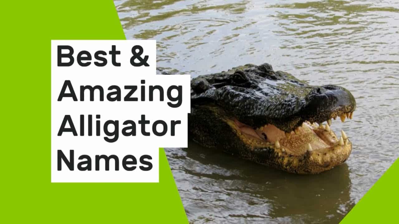 best name for alligator