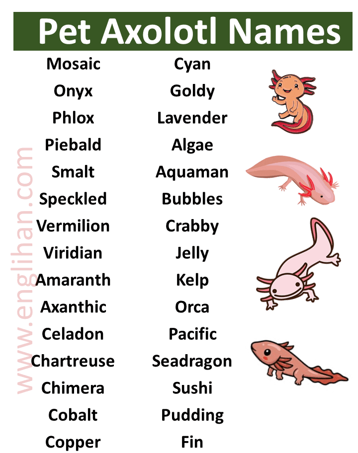 best name for an axolotl