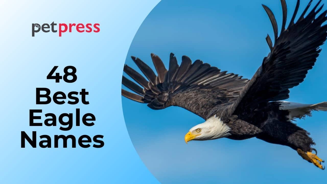 best name for an eagle