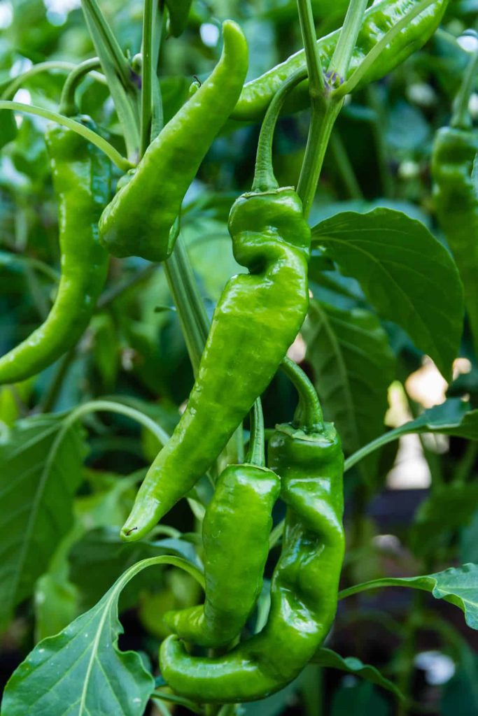 best name for anaheim pepper