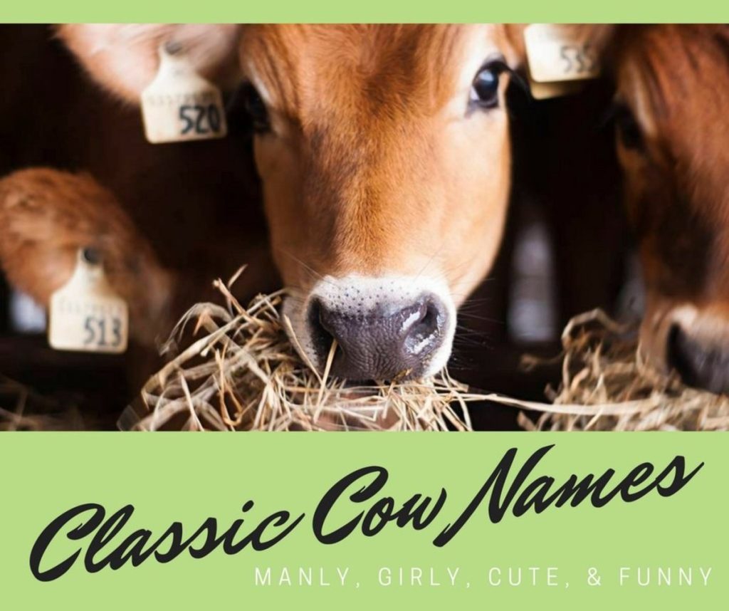 best name for baby cow