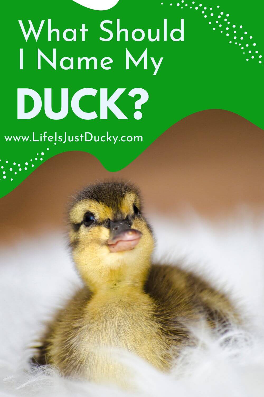 best name for baby duck