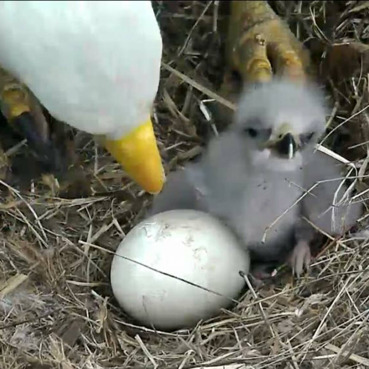 best name for baby eagle