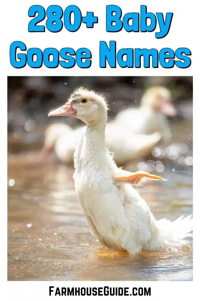 best name for baby geese