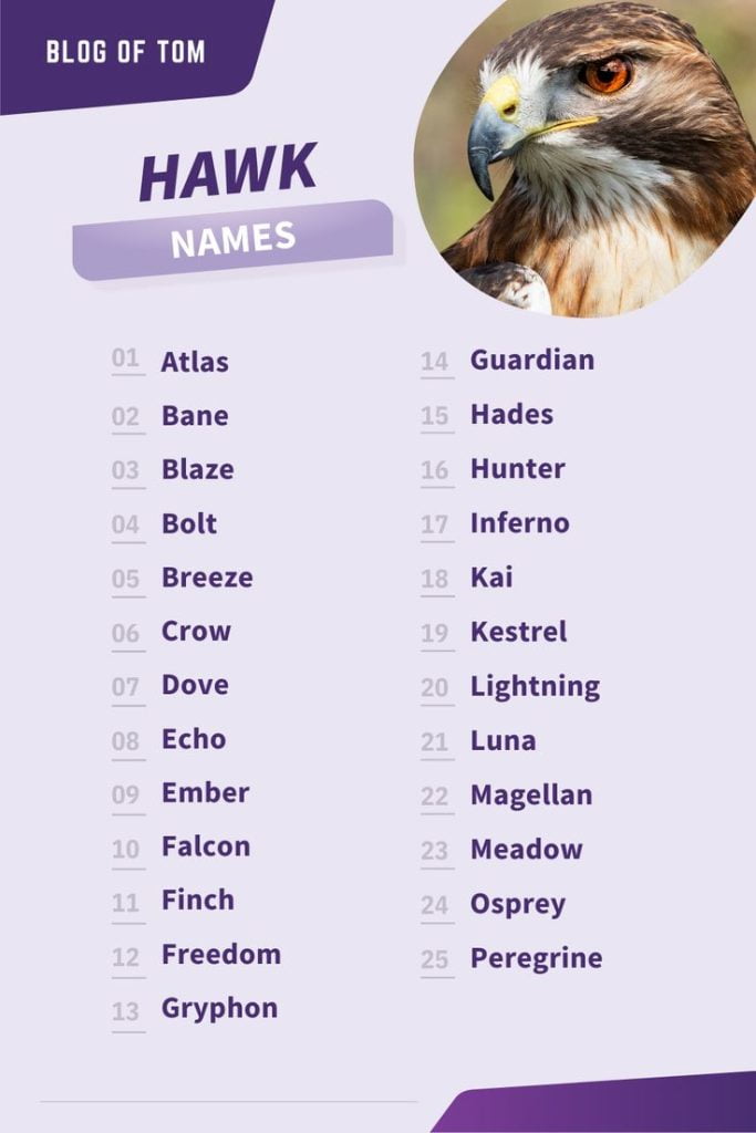 best name for baby hawk