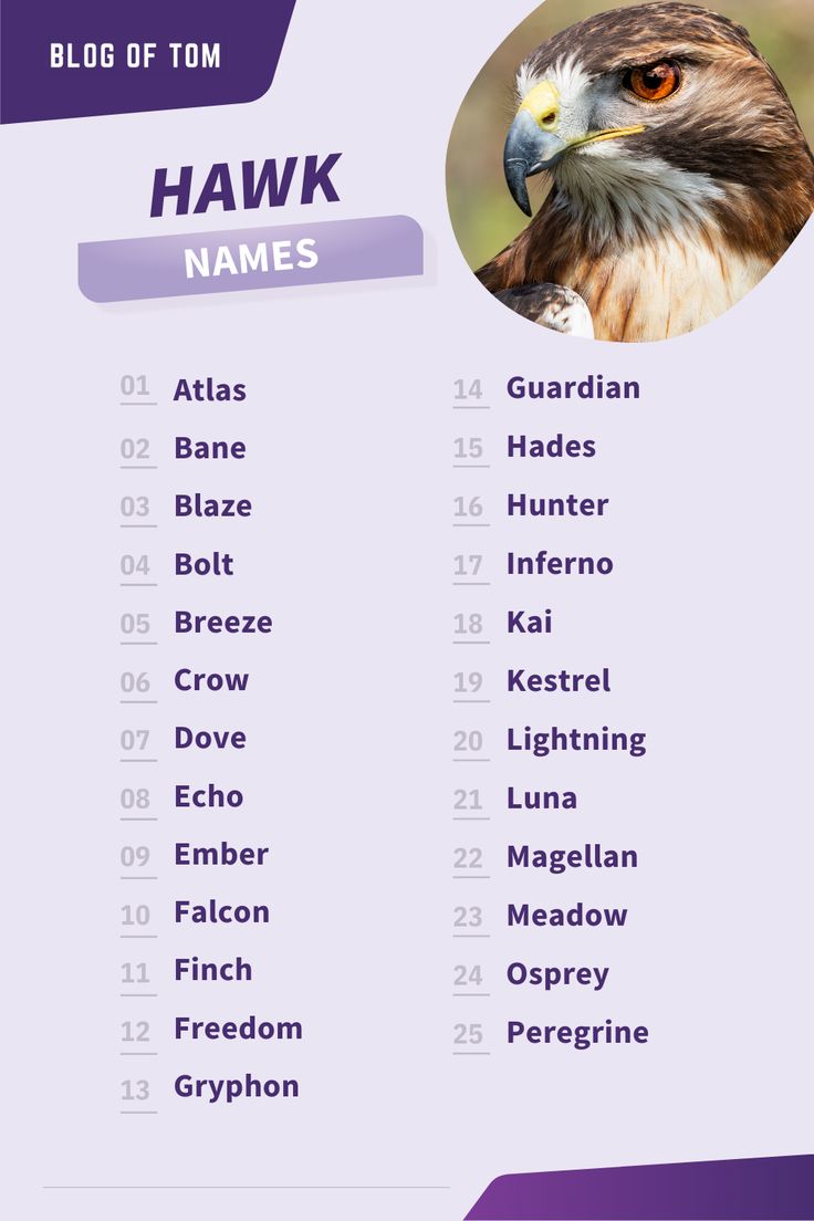 best name for baby hawk