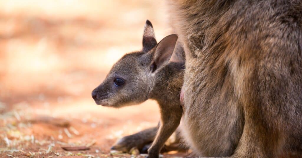 best name for baby kangaroo