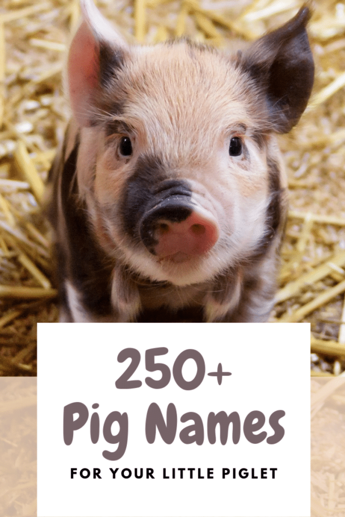 best name for baby pig