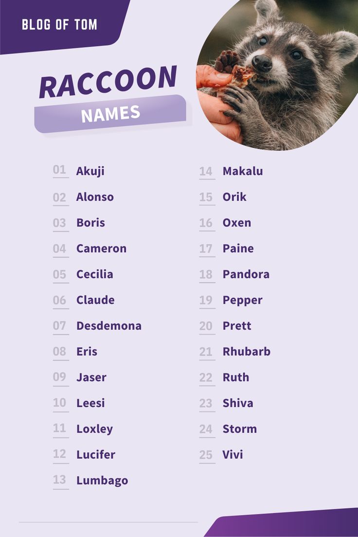 best name for baby raccoon
