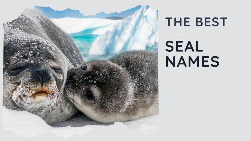 best name for baby seal