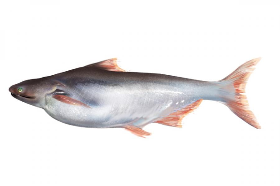 best name for basa fish