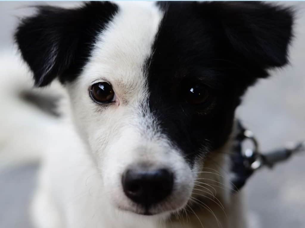 best name for black and white
