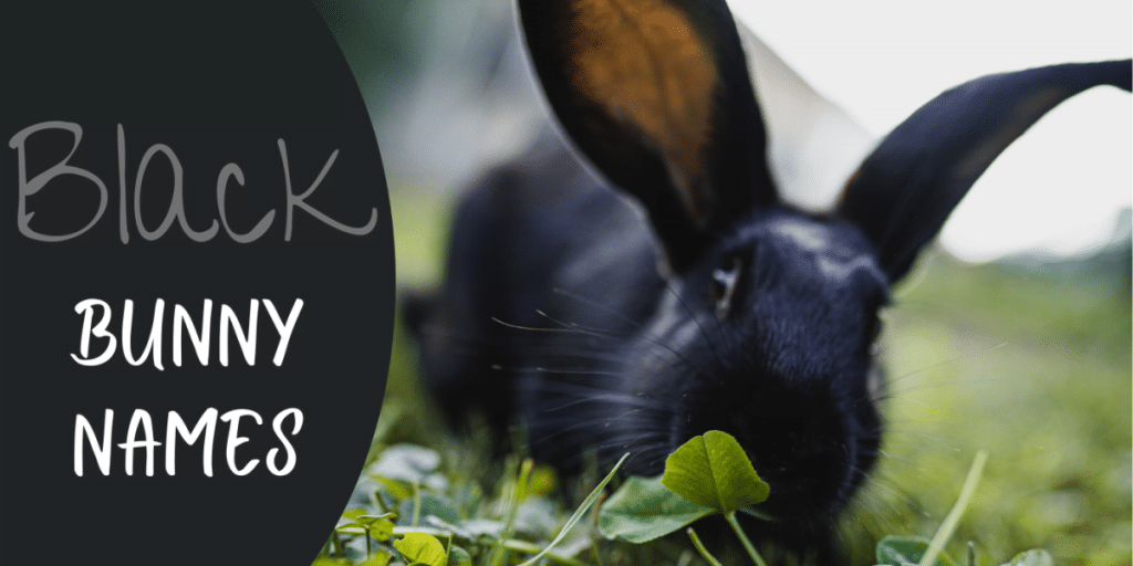 best name for black bunny
