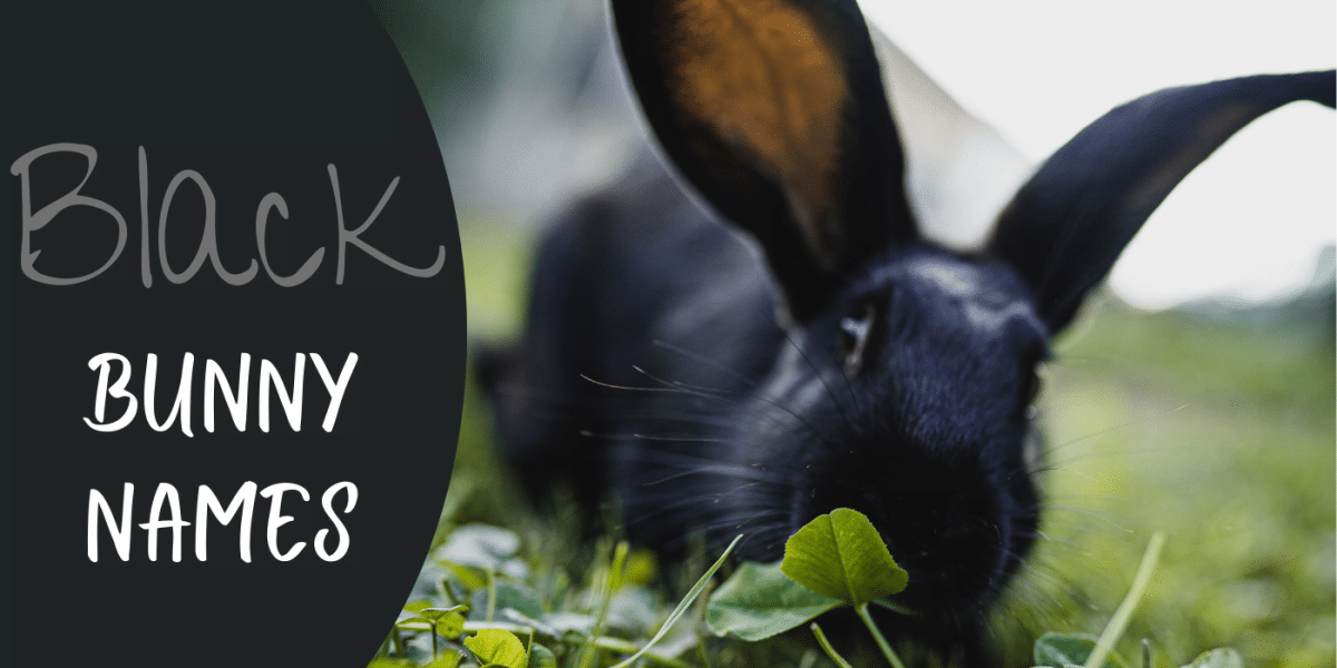 best name for black bunny